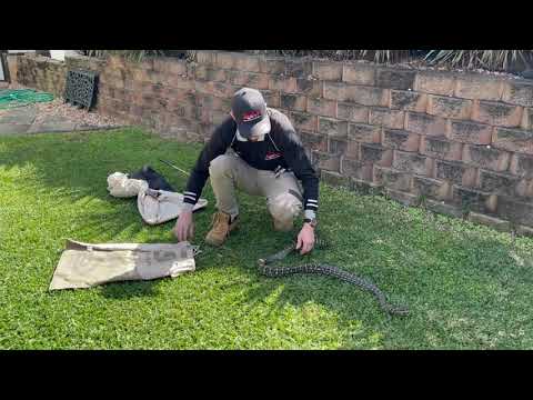 Carpet python on the move in Mango Hill, QLD | Brisbane Snake Catchers