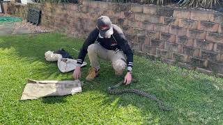 Famous Carpet python on the move in Mango Hill, QLD | Brisbane Snake Catchers Net Worth