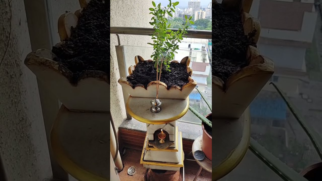 Tulsi ki puja| Lovely Kitchen by Rita Bhalla