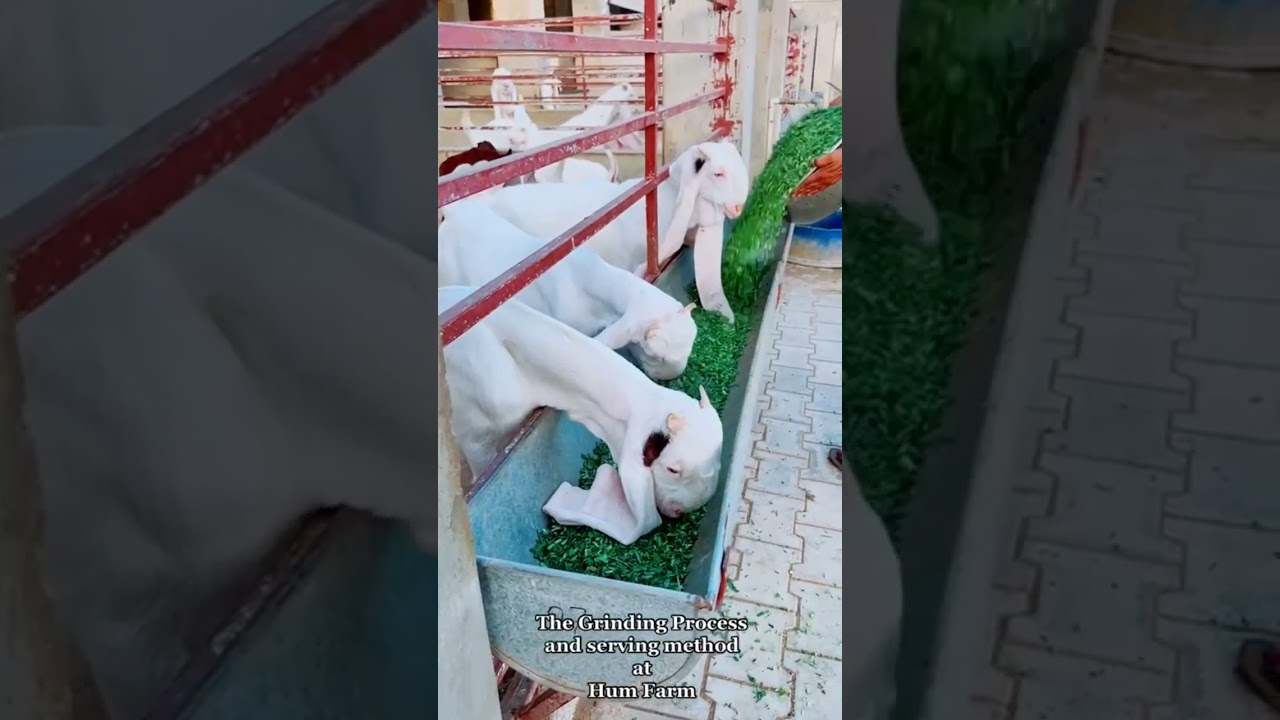 Narejo Gulabi Goat farm ❤