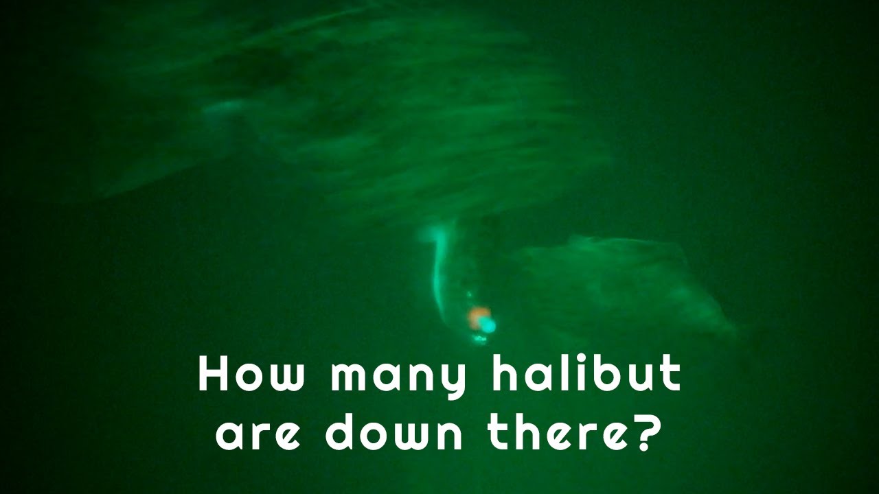 A bunch of halibut swarm and attack my jig and try to eat camera