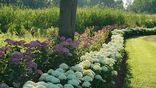Series Of The Week December 16 - 22: Invincibelle Hydrangeas (Updated to 30% Off)