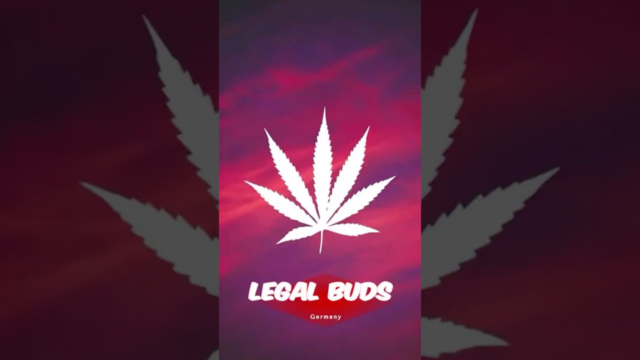 Autoflower update | flowering day 27❤️‍🔥 | 