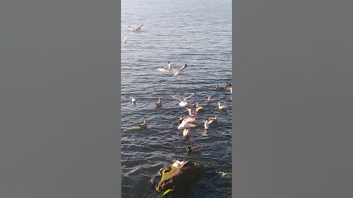 Atlantic Ocean and Seabirds at Coney Island,Brooklyn,New York