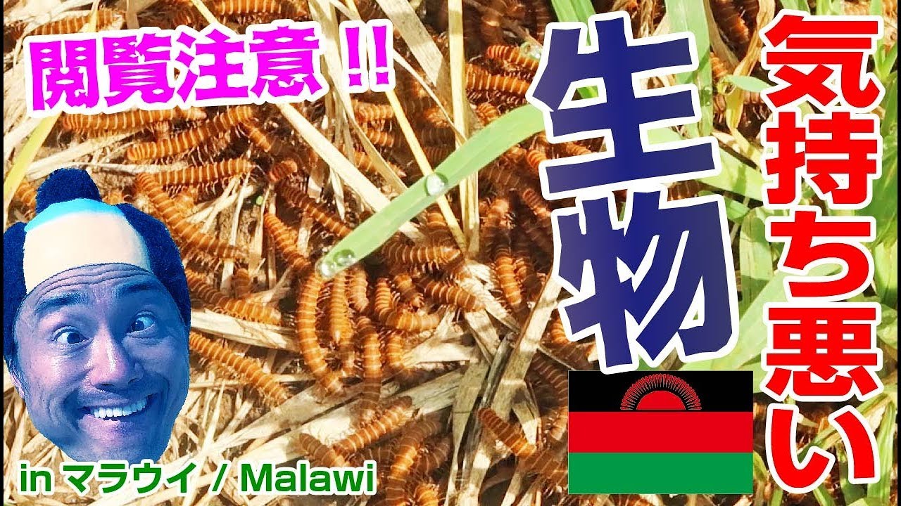 【閲覧注意】気持ち悪い生物… in マラウイ / Malawi【アジア中東アフリカ縦断#65】