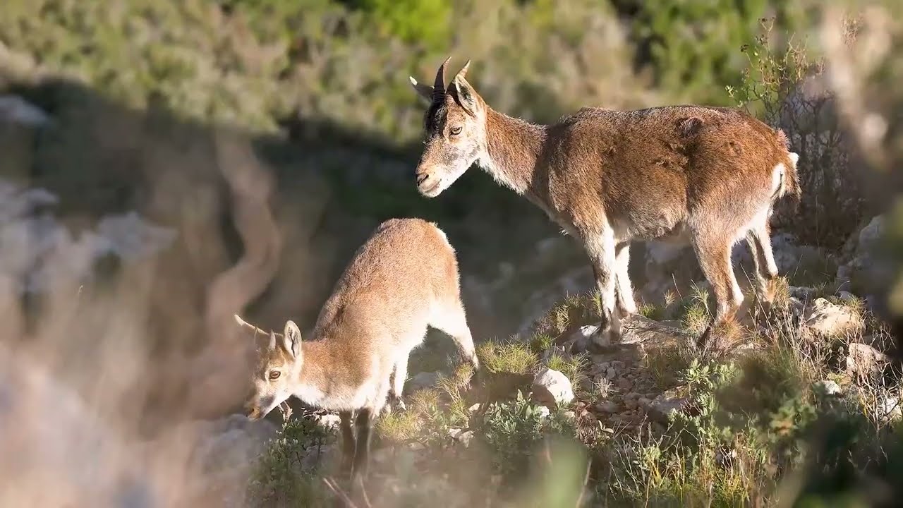 La cabra montesa con su cabritillo y el lobo 