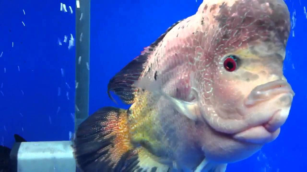 Big malau