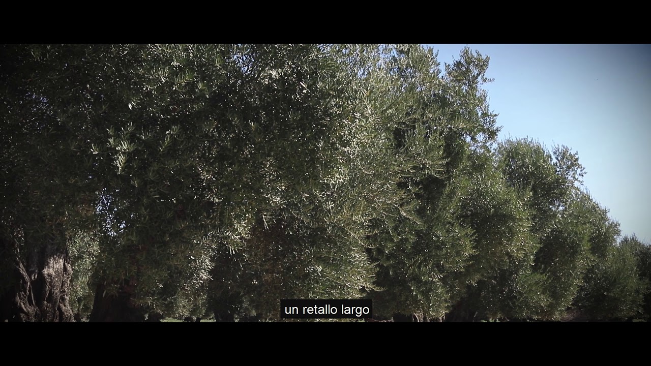 Testimonio Isabión Olivar insecticidal dust