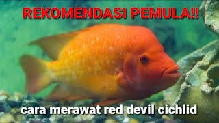 Cara Memelihara Ikan Jaguar , Red Devil Cichlid