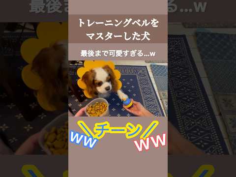 最後まで可愛すぎたwトレーニングベルマスターのキャバリア犬