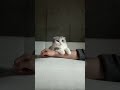 🦉 #cat #猫