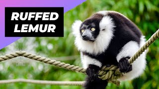 Black & White Ruffed Lemur 🦨 One Of The Rarest Animals In The Wild #shorts