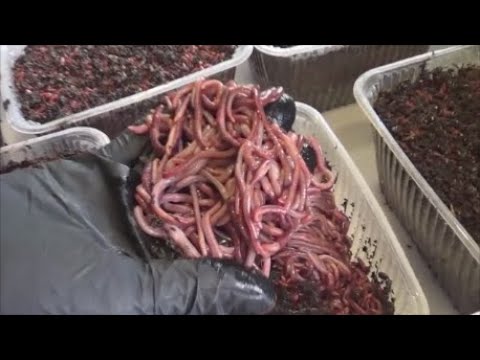 АТ265 Калифорнийские черви ОПИСАНИЕ ККЧТ лучшие