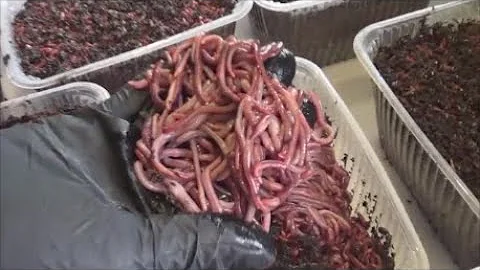 АТ265 Калифорнийские черви ОПИСАНИЕ ККЧТ лучшие