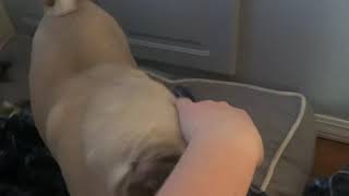 Dog Gets Tickled And Wants To Play
