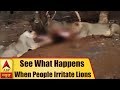 Gir Forest: People heckle lions