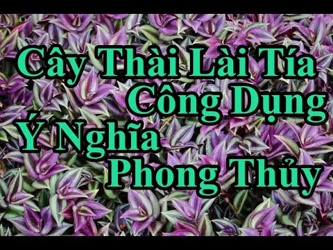 Video Cây Thài Lài Tía Ý Nghĩa Phong Thủy - Cách Chăm Sóc Và... - youtube