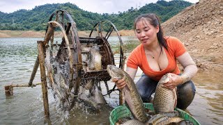 🔥 Beautiful Village Girl Builds an Amazing Water Wheel Fish Trap | Huge Carp & Tilapia Catch!