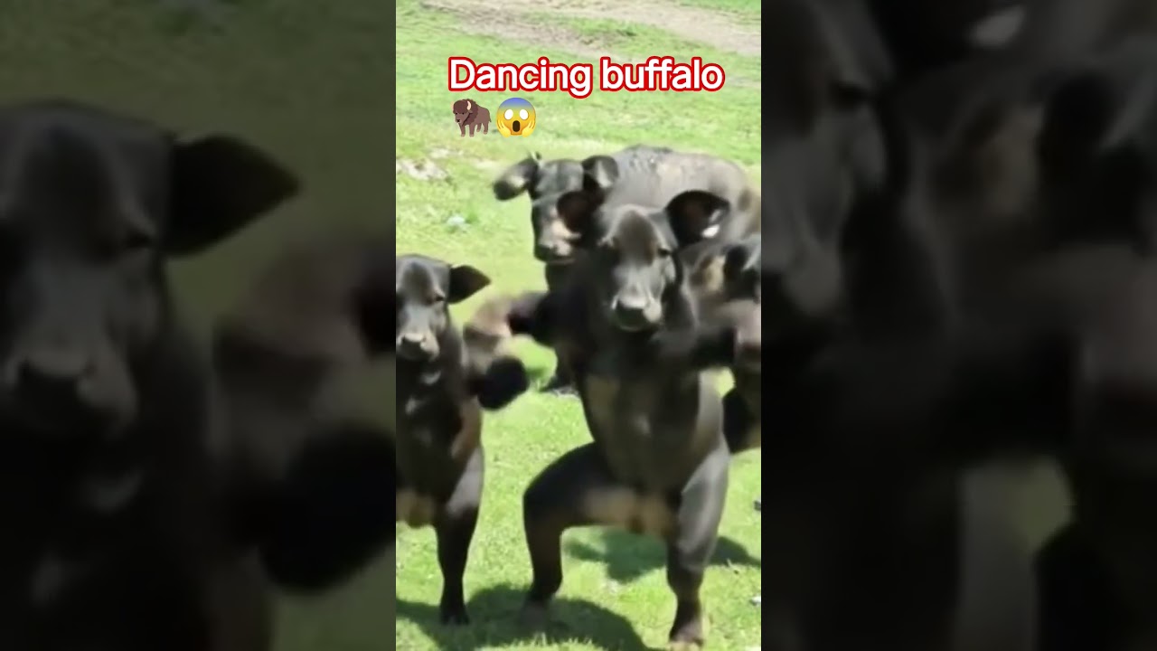 dancing buffalo 😱