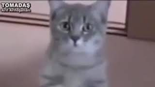 Komikmi Komim Erzurumlu Tom