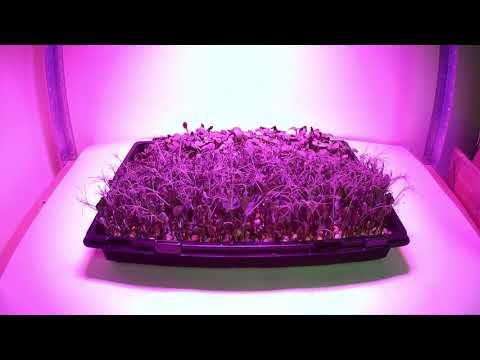 Video: Ar LED dienos šviesos lemputės tinka augalams?