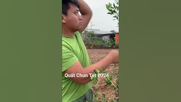 Quất Chum Tết 2024