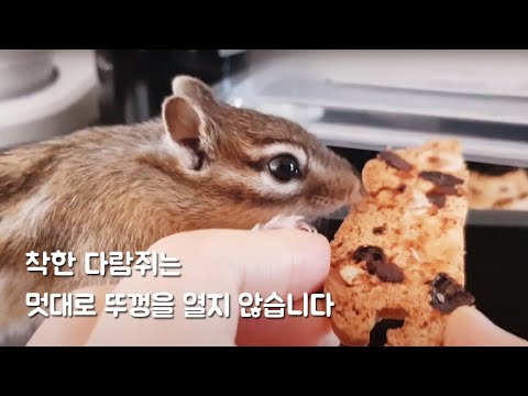 착한 다람쥐는 멋대로 과자 뚜껑을 열지 않습니다