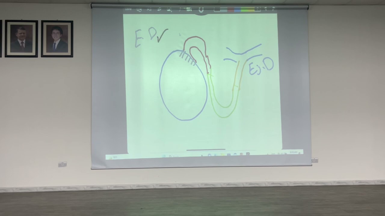 Development of the Urinary system