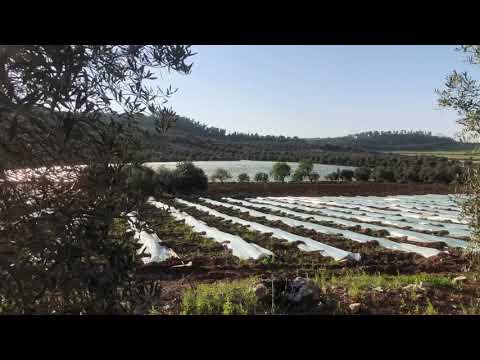 وادي السور صوريف 