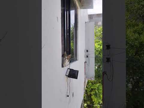 doing something serious when you found someone is looking hard on you #pets #cats #reels #petlover