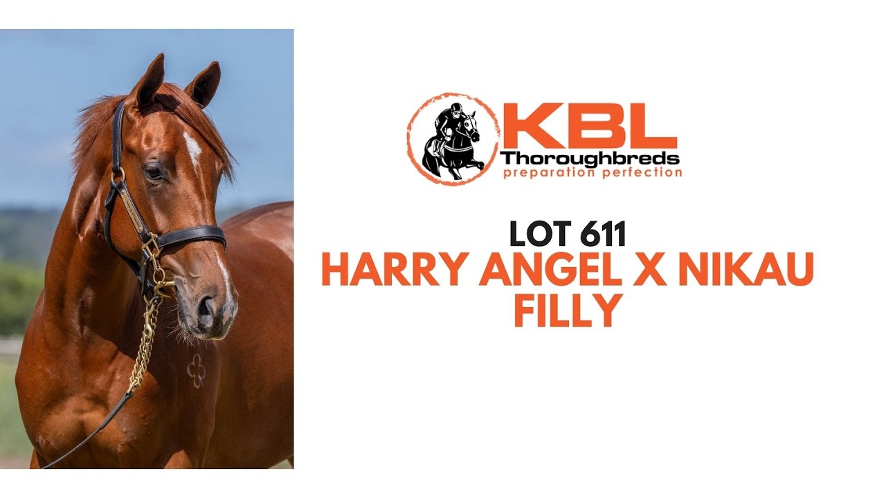 Lot 611 Harry Angel x Nikau filly - KBL Thoroughbreds