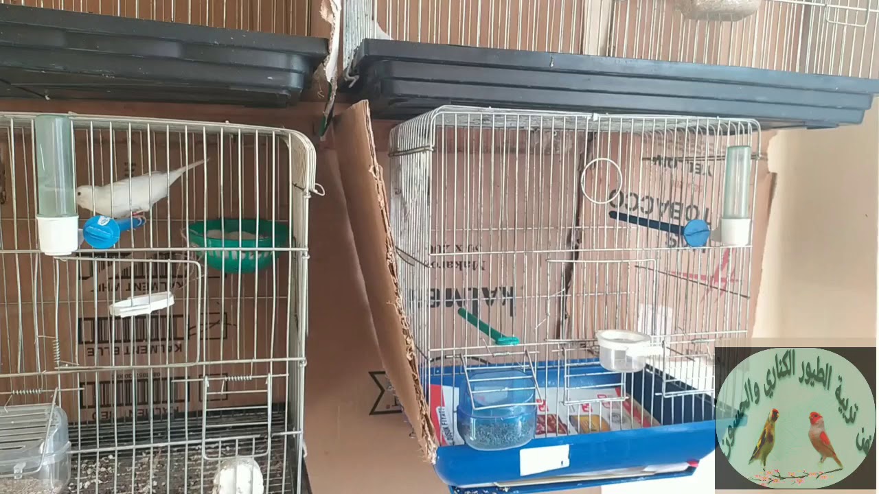 افضل طريقة لتزاوج الكناري في القفص وتزويج ذكر من انثتين