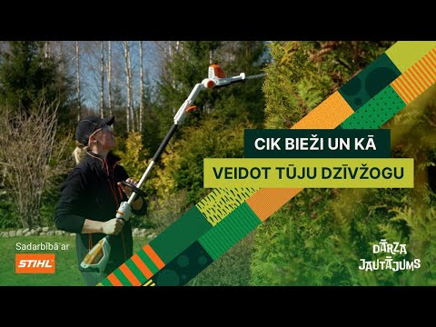 Video: Kā veidot stumbra koku