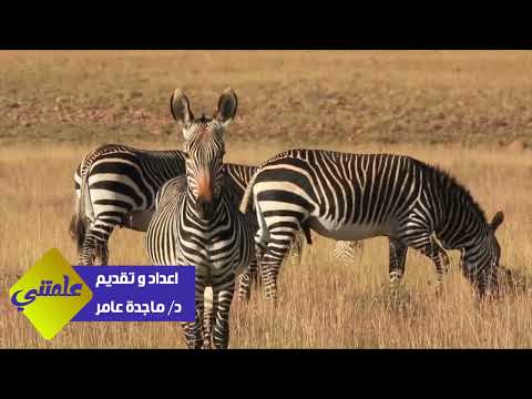 برنامج علمتنى الحمار الوحشى للدكتورة ماجدة عامر