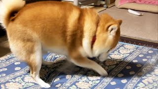 お父さんの布団を処刑する柴犬