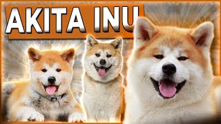 Akita Inu  Tudo sobre a raça  #caesdeguarda