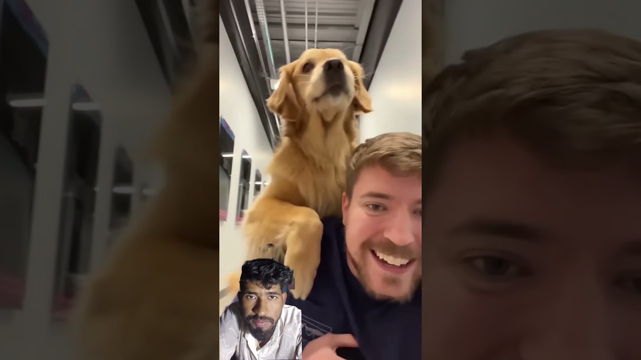 Mr. Beast Dogs Caring ♥️ 