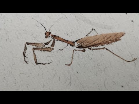 螳螂的画法，点染书画国画技法昆虫系列二