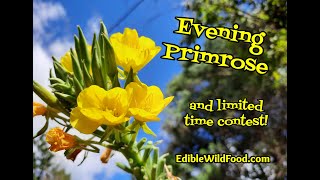Evening Primrose Identification, Uses And Contest
