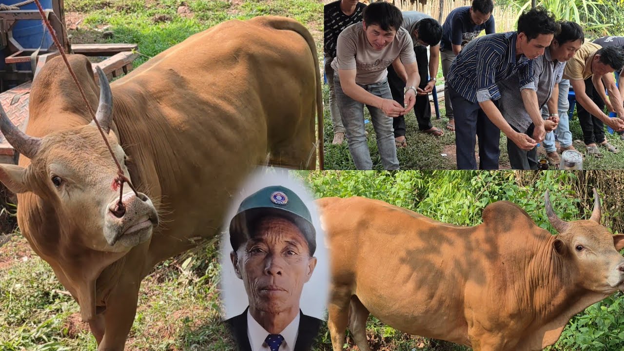 Ob tug nyuj tag ki tua rau hlob lub ntees 30 มีนาคม ค.ศ. 2026