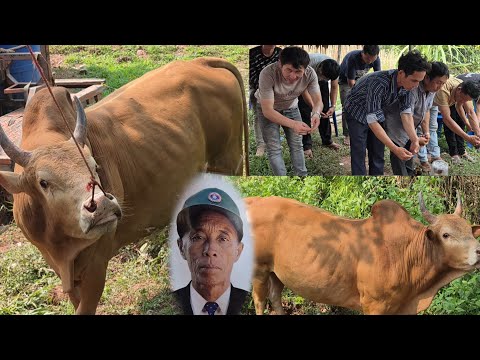 Ob tug nyuj tag ki tua rau hlob lub ntees 30 มีนาคม ค.ศ. 2026