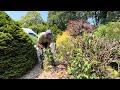 Homeowners Front Yard Shrubs Needed a Tidy up!