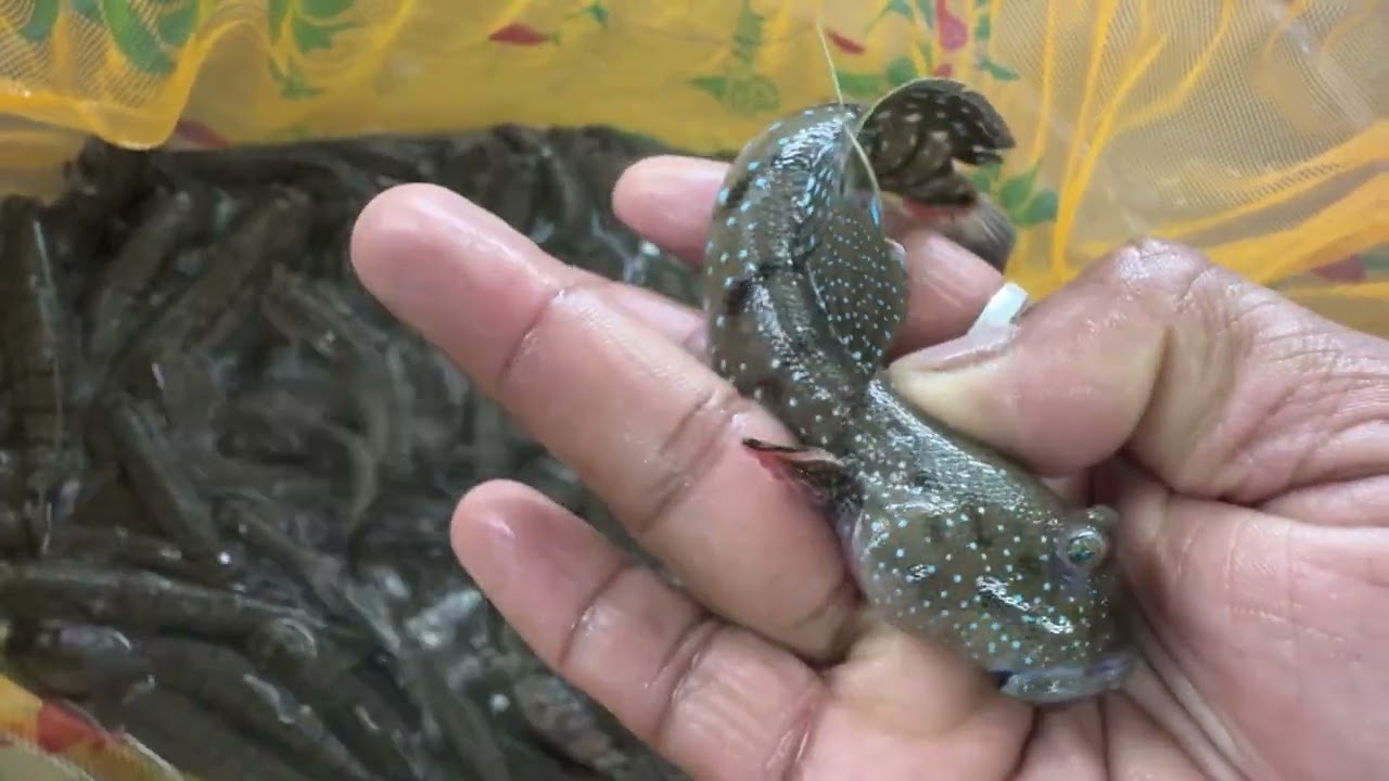 Blue spotted Dragon Goby 🧿.