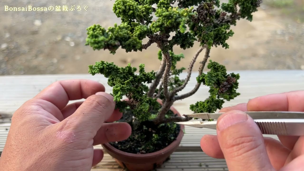 石化ヒノキ　持ち込み古いです。 石化檜の焼けた葉を除去する #盆栽 #bonsai - YouTube
