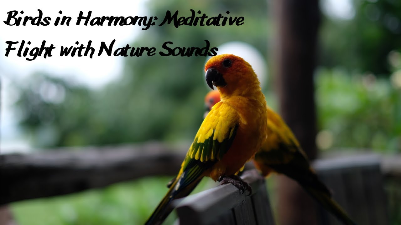 Avian Harmony: Meditation with Bird Sounds