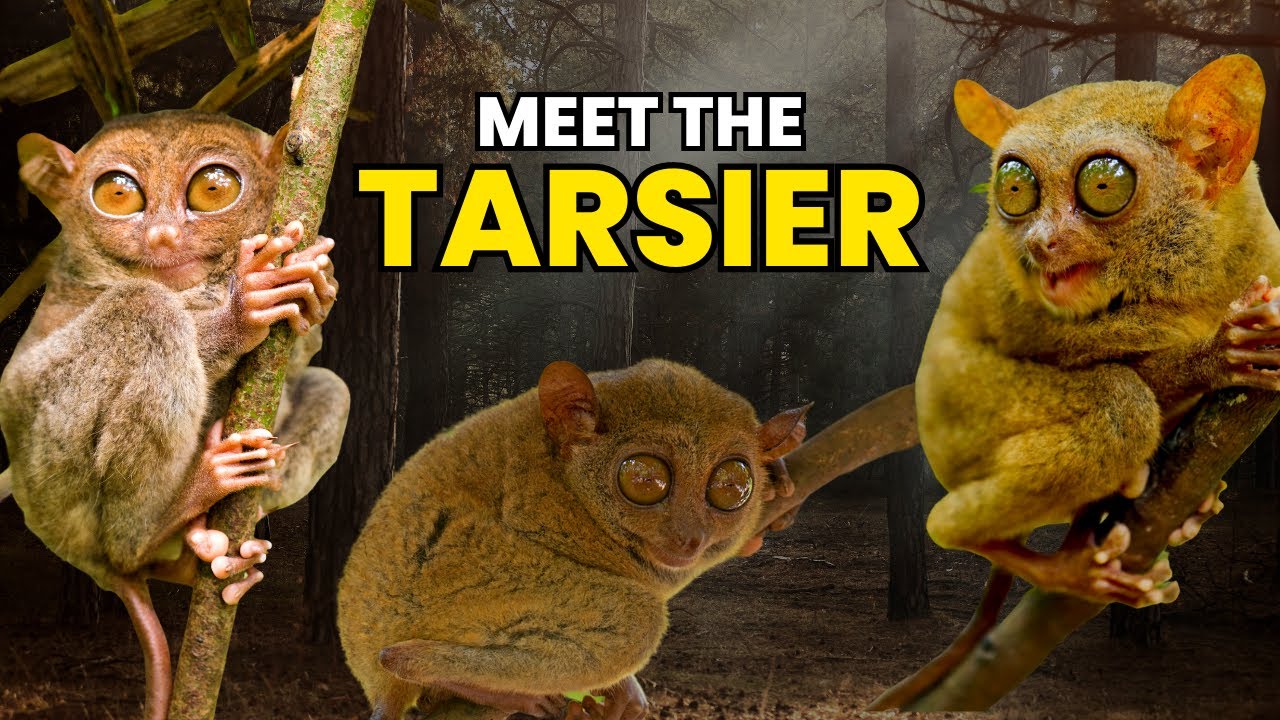 Meet the Tarsier The Only Venomous (and Poisonous!) Primate 🐒 YouTube