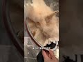 Gorgeous Ostrich Feather Duster - Unbeatable Dusting Power