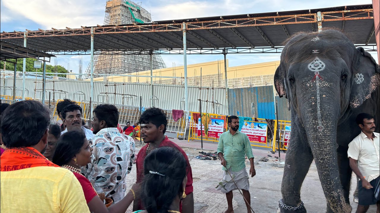 திருச்செந்தூரில் இருக்கும் தெய்வானை குழந்தைகளின் பேர் ஆதரவு பெற்ற ஒரு அழகான யானை￼ | thiruchendhur