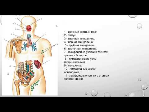 Видео: Разница между первичными и вторичными лимфоидными органами