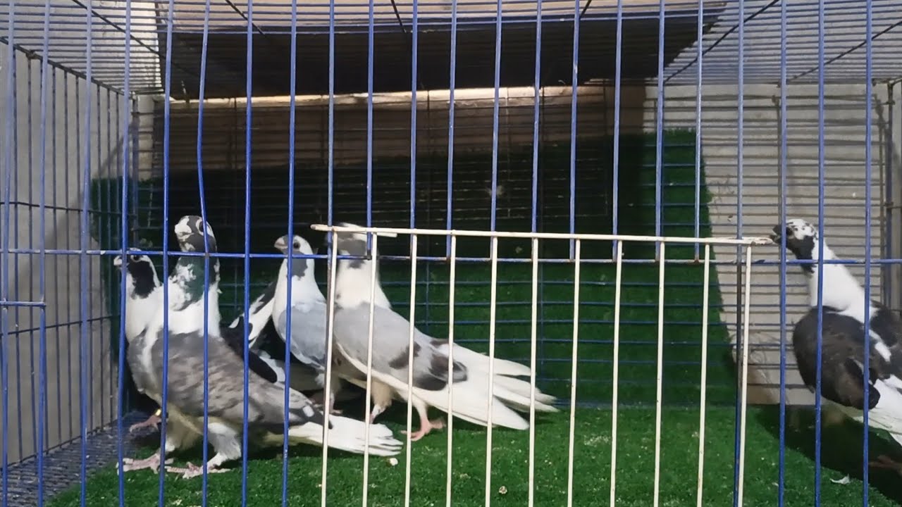 عرض بيع زيادات زغاليل ابطال ٠١١٥٣٦٣٨١٦٢